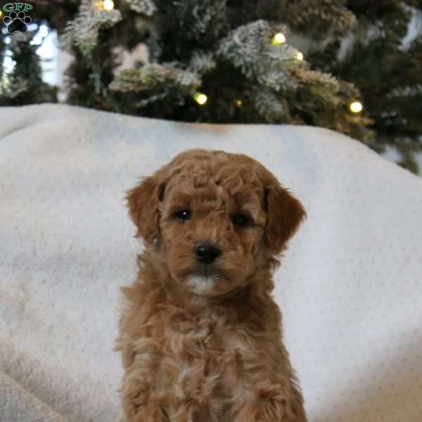 Hazel, Mini Goldendoodle Puppy